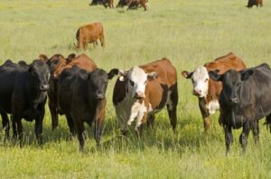 cattle farming for beginners e1448821087842